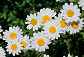 Anthemis maritima