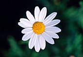 Marguerite. (Argyranthemum frutescens 'Anna')