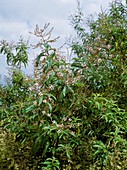 Lemon Verbena. (Aloysia triphylla)