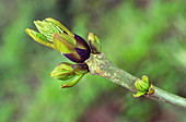Acer pseudoplatanus May