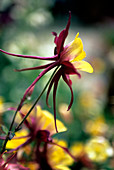 Columbine hybrid (Aquilegia 'McKana')