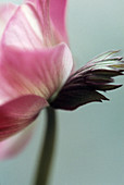 Florist's anemone flower