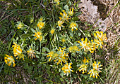 Alpine kidney vetch