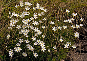 Milkwhite rock-jasmine