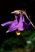 Columbine (Aquilegia viscosa)