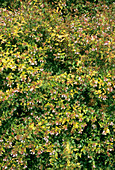 Abelia x grandiflora 'Francis Mason'