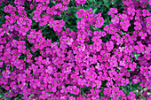 Wall cress (Aubrieta 'Purple Cascade')