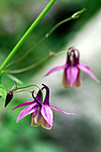 Columbine flowers (Aquilegia oxysepala)