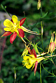Columbine flowers (Aquilegia triternata)