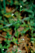 Asperula laevigata