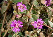 Trailing windmills (Allionia incarnata)