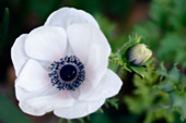 Poppy anemone (Anemone coronaria)