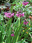 Nodding onion (Allium cernuum)