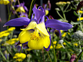 Columbine flower (Aquilegia sp.)