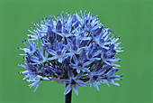 Blue globe onion (Allium caeruleum)