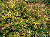 Abelia x grandiflora 'Francis Mason'