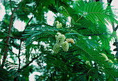Plume albizia (Paraserianthes lophantha)