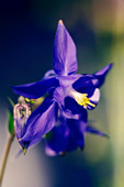 Columbine (Aquilegia sp.)