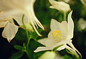 Columbine (Aquilegia 'White Dove')