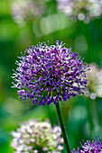 Blue-flowered garlic (Allium caeruleum)