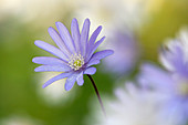 Blue anemone (Anemone apennina)