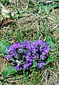 Bugle (Ajuga tenorii)