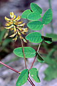 Liquorice vetch (Astragalus glycyphyllos)