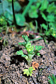 Field parsley piert (Aphanes arvensis)