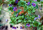 Anagallis foemina