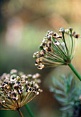 Allium seed heads (Allium sp.)