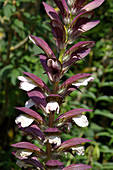 Bear's breeches (Acanthus spinosus)