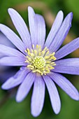 Anemone (Anemone blanda)