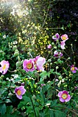 Japanese windflower (Anemone hupehensis)