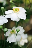Japanese anemone (Anemone sp.)