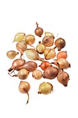 Seed onions