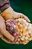 Gardener holding onion sets