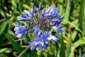 Agapanthus caulescens var. angustifolius