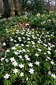 Wood anemone (Anemone nemorosa)