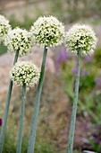 Garlic flowers (Allium pskemense)
