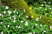 Wood anemones (Anemone nemorosa)