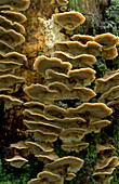 Bracket fungus Polypore