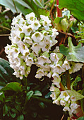 Bergenia BRESSINGHAM WHITE