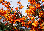 Berberis linearifolia ORANGE KING