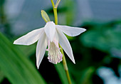 Bletilla striata alba