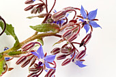 Borage,Borago officinalis,flowers