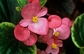 Begonia semperivirens