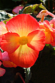 Begonia tuberosa 'Non Stop Gold Orange'
