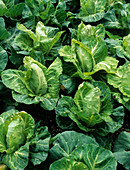 Cabbage (Brassica 'Greyhound')
