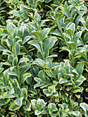 Buxus sempervirens 'Marginata'