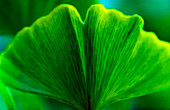 CLose up of Ginkgo biloba leaf